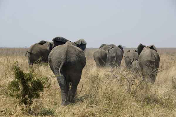 29 - Tanzania - Elefantes - parque nacional de Tarangire